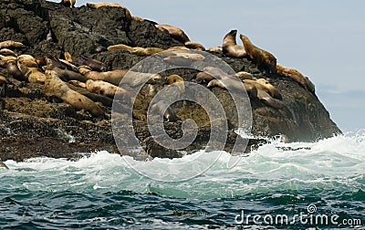 Steller Sea Lions Stock Photo