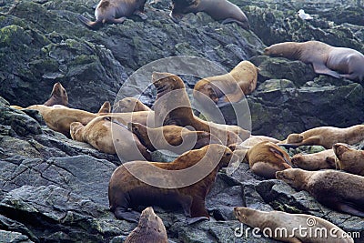 Steller Sea Lions 841960 Stock Photo