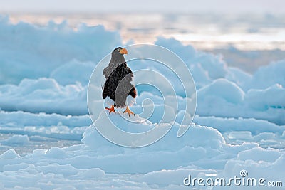 Stellerl`s sea eagle, Haliaeetus pelagicus, bird with catch fish, with white snow, Sakhalin, Russia. Eagle on ice. Winter Japan wi Stock Photo