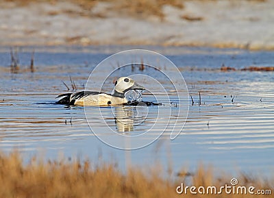 Stellers Eider; Steller\'s Eider; Polysticta stelleri Stock Photo