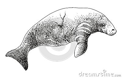 Stellers sea cow extinct animal sketch Vector Illustration