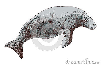 Stellers sea cow extinct animal sketch Vector Illustration