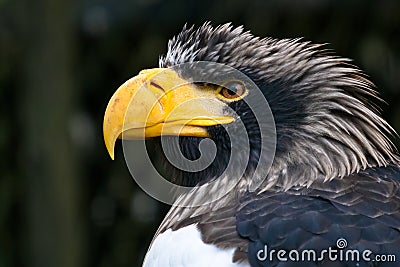 Stellers sea eagle Stock Photo