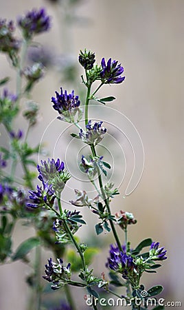 Stem alfalfa crop_2 Stock Photo