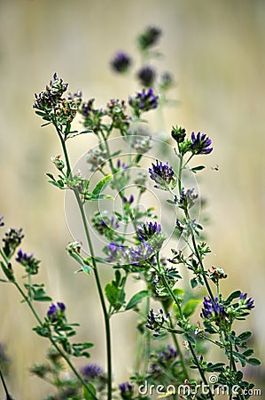 Stem alfalfa crop_4 Stock Photo