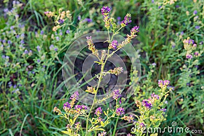 Stem of the blooming alfalfa on a blurred background Stock Photo