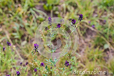 Stem of blooming alfalfa on field on a blurred background Stock Photo