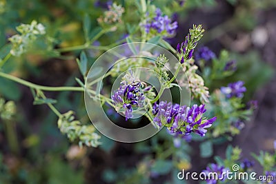 Stem of blooming alfalfa on the field close-up Stock Photo