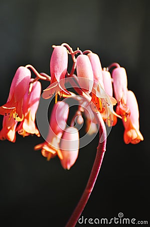 Stem bunch peachy pink bell cacti cactus succulent plant flowers Stock Photo