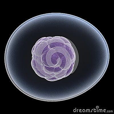 Stem cell Stock Photo