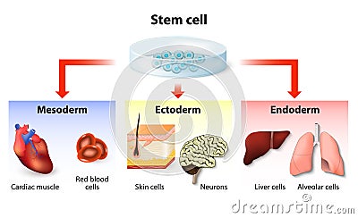Stem cell application Vector Illustration