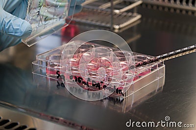 Stem Cell Culture in a Laboratory Stock Photo