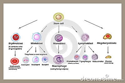 Stem cell. The development of red blood cells, leukocytes, macrophages, lymphocytes and platelets. Infographics. Vector Illustration