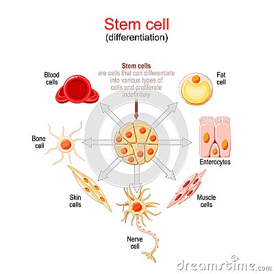 Stem cell differentiation Vector Illustration