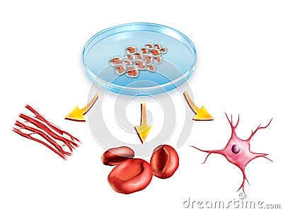 Stem cells Cartoon Illustration