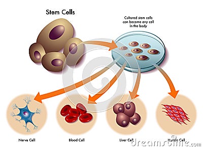 Stem cells Vector Illustration