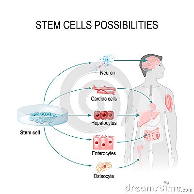 Stem cells possibilities Vector Illustration