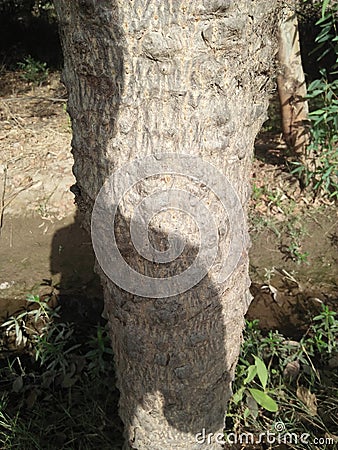 STEM OF COTTON SILK TREE /CEIBA PENTANDRA/BOMBAX CEIBA Stock Photo