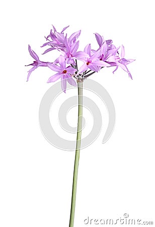 Stem and flowers of society garlic isolated against white Stock Photo