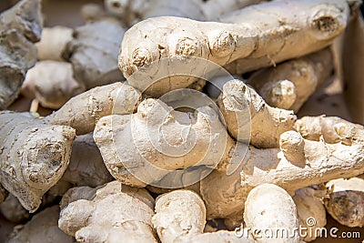 Stem Ginger Plants Stock Photo