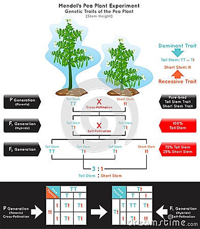 Stem Height Genetic Trait Pea Plant Mendel Experiment Infographic Diagram Vector Illustration