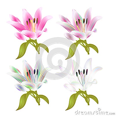 Stem Lily flower four colored and pink Lilium candidum, on a white background vintage vector illustration editable Vector Illustration