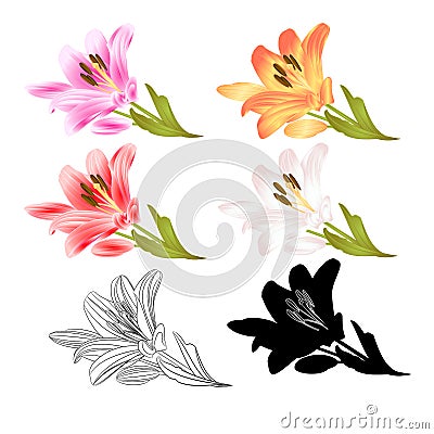 Stem Lily flowers red yellow white pink outline and silhouette Lilium candidum, on a white background vintage vector illustration Vector Illustration