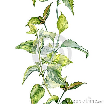 Stem of nettle seamless vertical border in watercolor isolated on white. Illustration of the herbal plant Urticaria Stock Photo