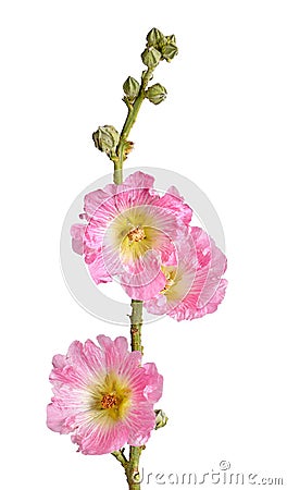 Stem with pink flowers of a hollyhock isolated Stock Photo
