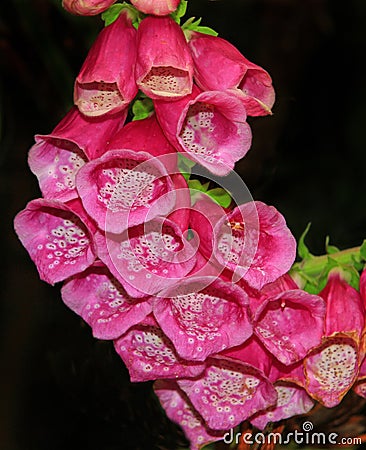 Bright Pink speckled Digitalis flowers against a dark background Stock Photo