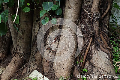 Stem and roots of Ficus religiosa or sacred fig also know as peepal tree in India Stock Photo