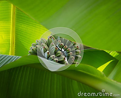 Stem of small green bananas seen through two big palm leavves Stock Photo