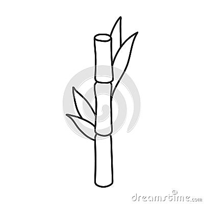 Stem of sugar cane vector icon.Line vector icon isolated on white background stem of sugar cane . Vector Illustration