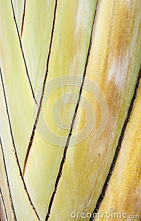 The stem of a tropical plant Stock Photo