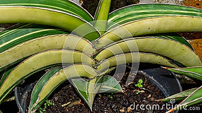 Stem of variegated hard-leaved sansevieria in detail. Stock Photo