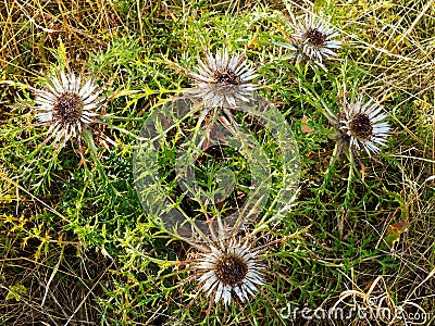 Protected Carline thistle of biosphere reserve Rhoen at bloom Stock Photo