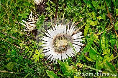 Stemless Carline Thistle Stock Photo