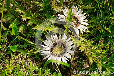 Stemless Carline Thistle Stock Photo