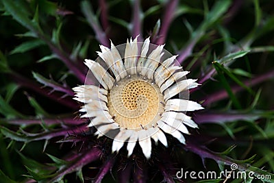 Stemless carline thistle in summer Carpathian Mountains Stock Photo