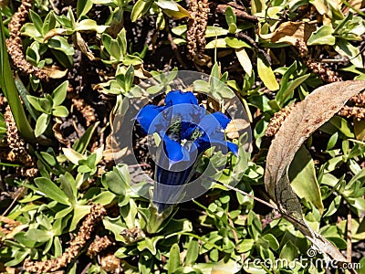 Stemless gentian or trumpet gentian gentiana acaulis growing in a garden. Bright blue, trumpet-shaped flowers with olive-green Stock Photo