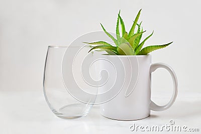 Stemless Wineglass and 11 oz. Coffee Mug Mockup with Aloe Vera Plant Stock Photo