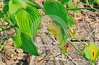 Stemona tuberosa lour, herbal kill worms and insects Stock Photo