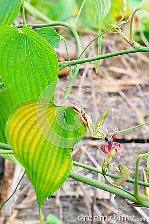 Stemona tuberosa lour, herbal kill worms and insects Stock Photo