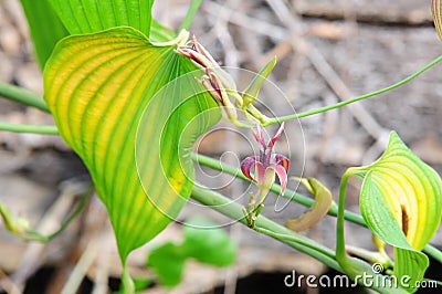 Stemona tuberosa lour, herbal kill worms and insects Stock Photo