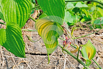 Stemona tuberosa lour, herbal kill worms and insects Stock Photo