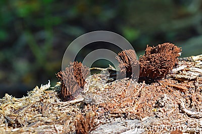 Stemonitis splendens slime mold Stock Photo