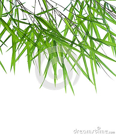 Stems of beautiful green bamboo leaves Stock Photo