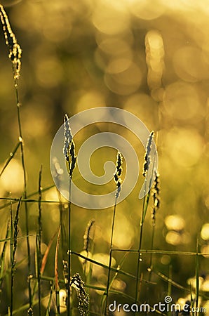 Stems of cat grass in amber sunset light Stock Photo