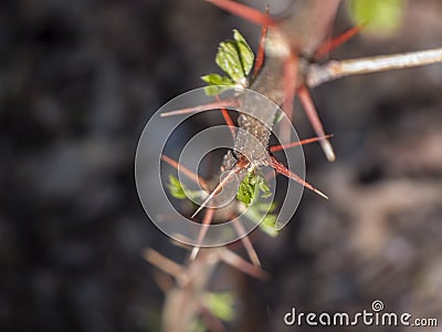 Stems with long pointed thorns Stock Photo