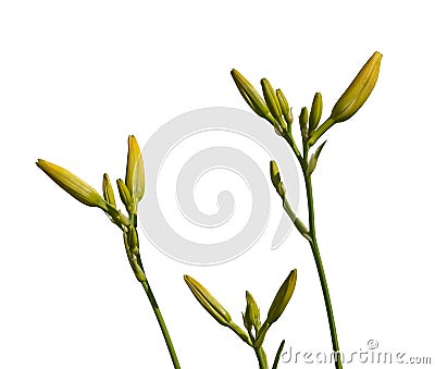 Stems orange daylily with buds isolation Stock Photo